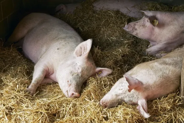 Gerahmter Druck : Schlafende Schweine