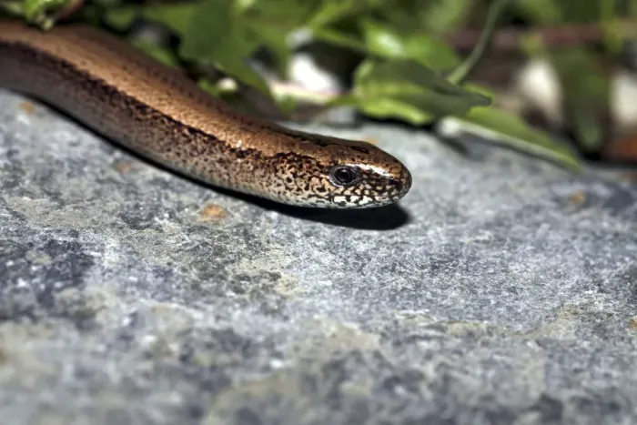 Gerahmter Druck : Langsame Wurm Gerahmter Druck : Langsame Wurm