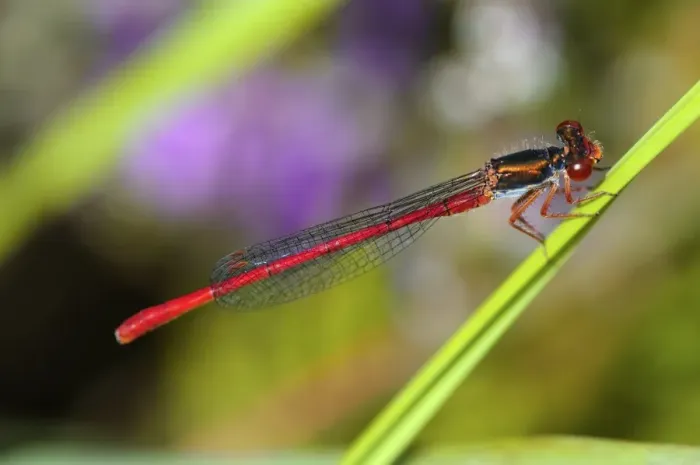 Gerahmter Druck : Kleiner roter Libellen Gerahmter Druck : Kleiner roter Libellen