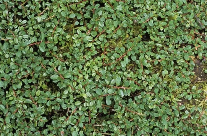 Gerahmter Druck : Kleiner Cotoneaster