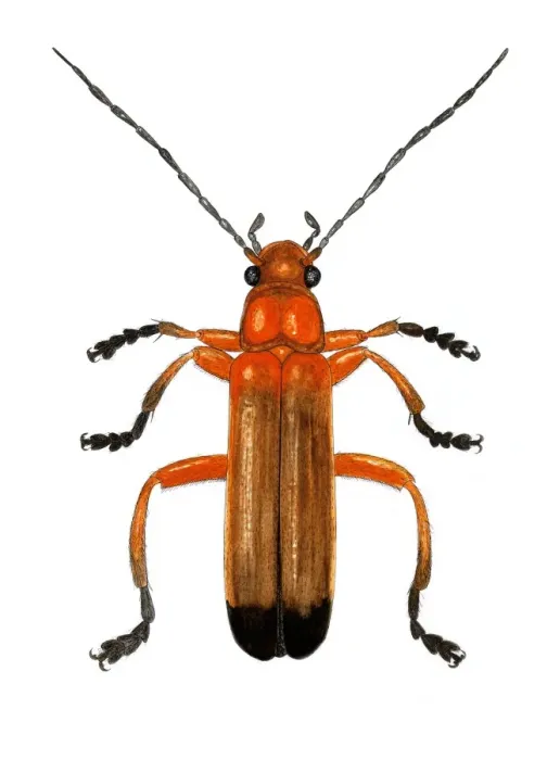 Gerahmter Druck : Käferkriegsschmetterling Gerahmter Druck : Käferkriegsschmetterling