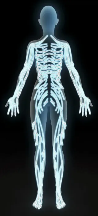 Gerahmter Druck : Peripheres somatisches Nervensystem Gerahmter Druck : Peripheres somatisches Nervensystem