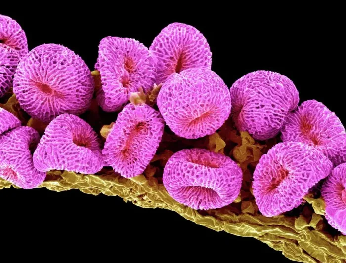 Gerahmter Druck : Keramik-Pollen, SEM Gerahmter Druck : Keramik-Pollen, SEM