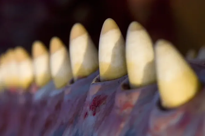 Gerahmter Druck : Wale-Zähne Gerahmter Druck : Wale-Zähne