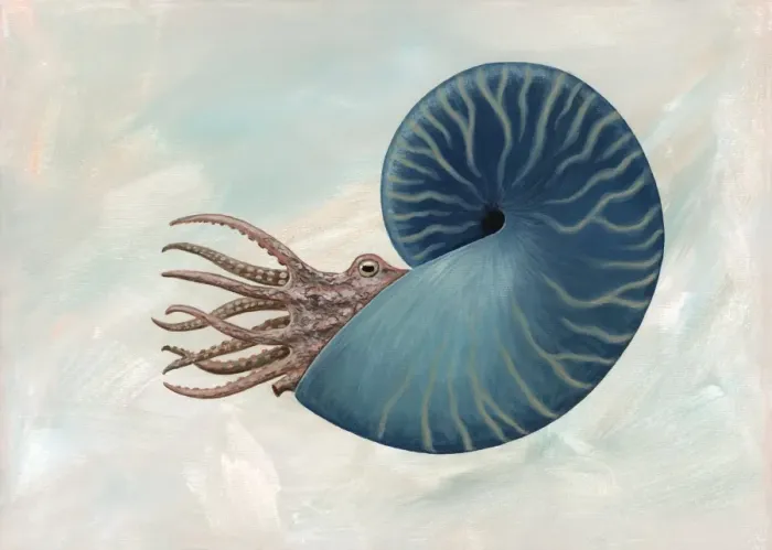Gerahmter Druck : Sphänodiskus Ammonit, Kunstwerk Gerahmter Druck : Sphänodiskus Ammonit, Kunstwerk