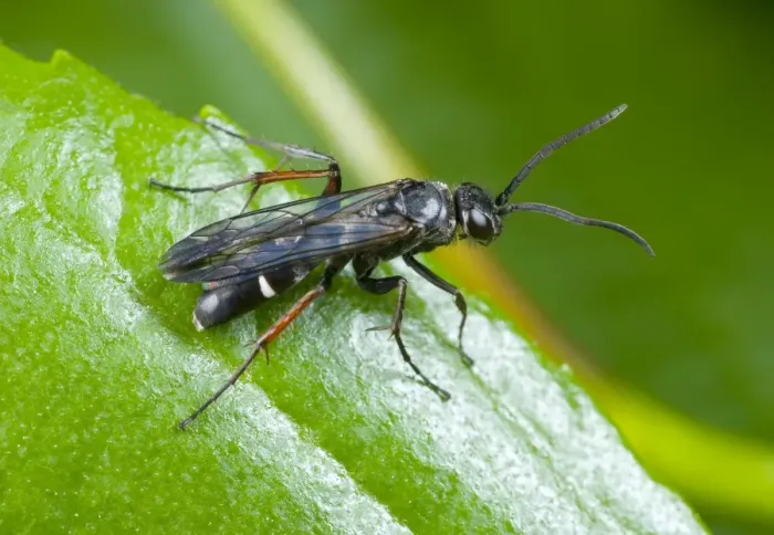 Gerahmter Druck : Spinne Biene Gerahmter Druck : Spinne Biene