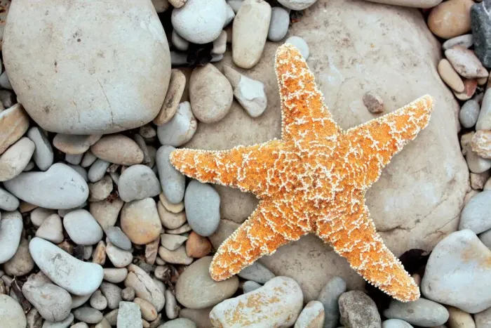 Gerahmter Druck : Sternefüsse auf der Strand Gerahmter Druck : Sternefüsse auf der Strand