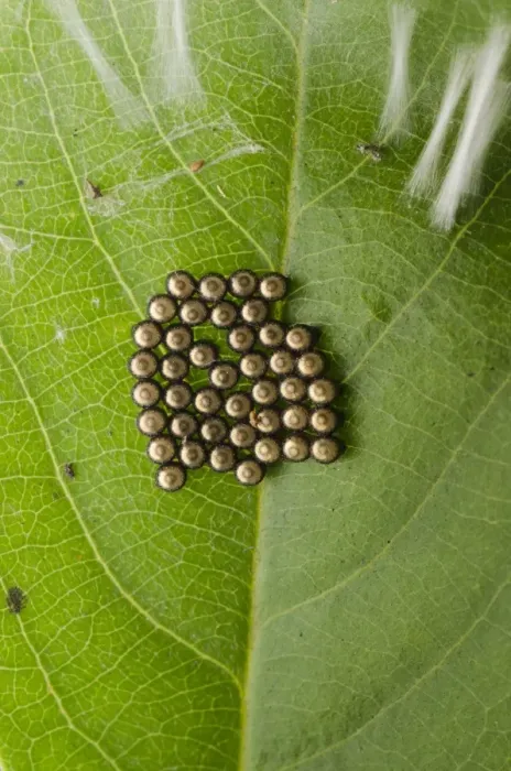 Gerahmter Druck : Stinkbug-Eier C014 / 4637 Gerahmter Druck : Stinkbug-Eier C014 / 4637