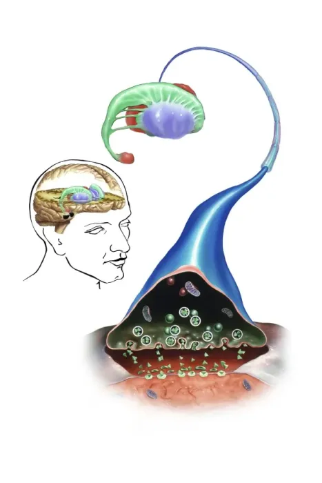 Gerahmter Druck : Striatum, anatomisches Kunstwerk Gerahmter Druck : Striatum, anatomisches Kunstwerk