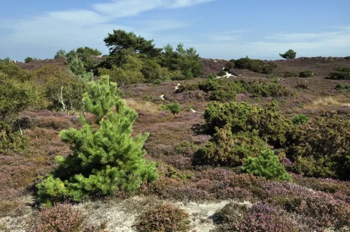 Gerahmter Druck : Heathland-Studiertal Gerahmter Druck : Heathland-Studiertal