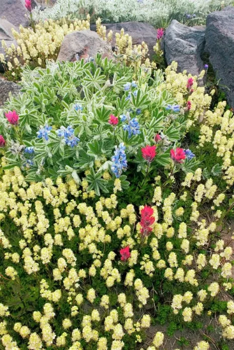 Gerahmter Druck : Sommer-Alpenblumen Gerahmter Druck : Sommer-Alpenblumen