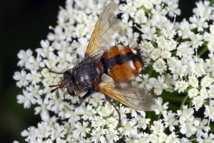 Gerahmter Druck : Tachinidae-Fliege Gerahmter Druck : Tachinidae-Fliege