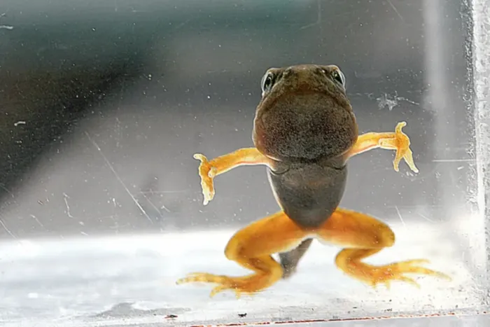 Gerahmter Druck : Metamorphose des Tadpoles Gerahmter Druck : Metamorphose des Tadpoles