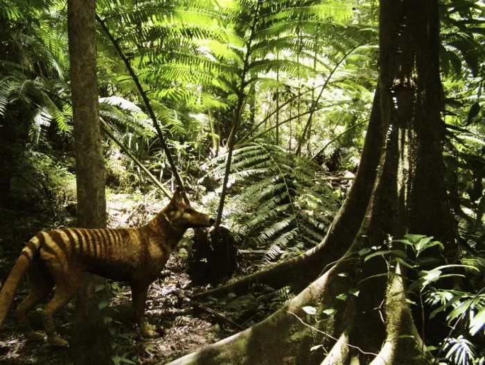 Gerahmter Druck : Tasmanischer Wolf im Wald Gerahmter Druck : Tasmanischer Wolf im Wald