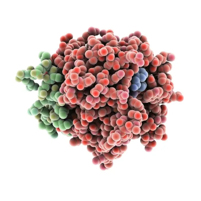 Gerahmter Druck : Thrombinproteinmolekül C015 / 7074 Gerahmter Druck : Thrombinproteinmolekül C015 / 7074