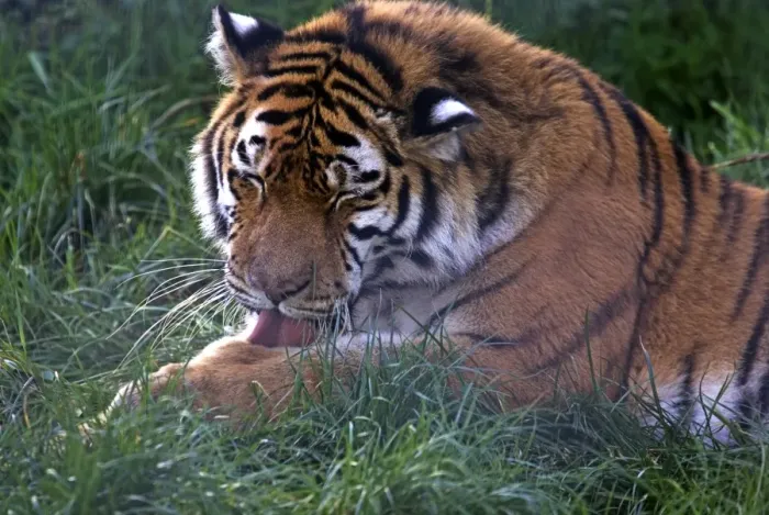Gerahmter Druck : Tigergroomung Gerahmter Druck : Tigergroomung