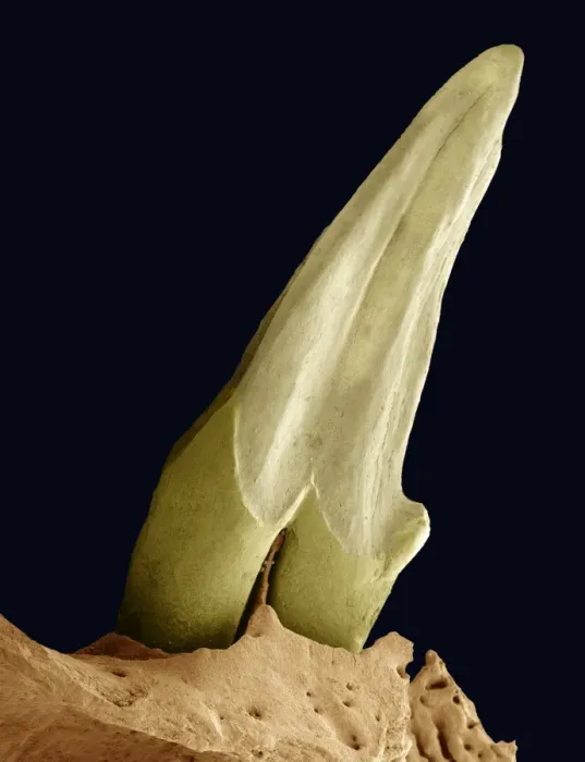 Gerahmter Druck : Zahnfossil, SEM Gerahmter Druck : Zahnfossil, SEM
