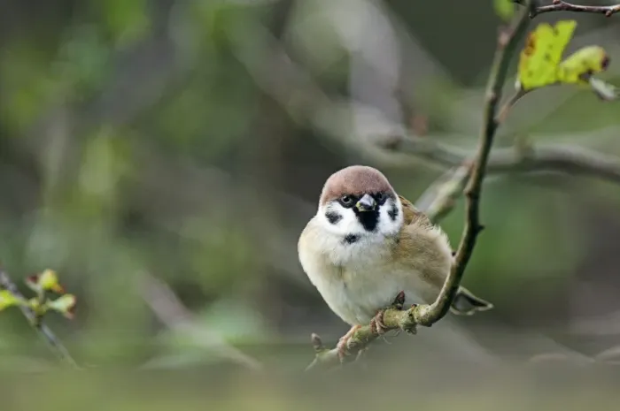 Gerahmter Druck : Baumspatze Gerahmter Druck : Baumspatze