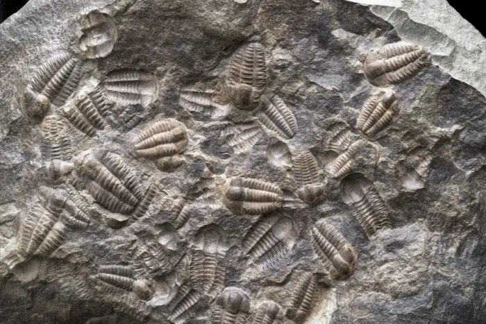 Gerahmter Druck : Trilobitenasammlung Gerahmter Druck : Trilobitenasammlung