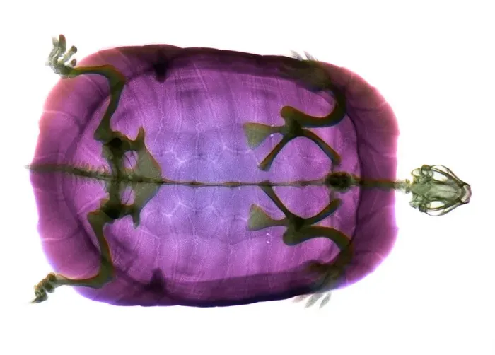 Gerahmter Druck : Turtle. Schildkröte, farbiges Röntgenbild. Der Kopf der Schildkröte steht recht Gerahmter Druck : Turtle. Schildkröte, farbiges Röntgenbild. Der Kopf der Schildkröte steht recht