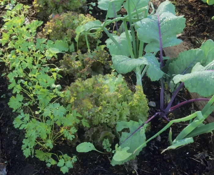 Gerahmter Druck : Gemüsegarten Gerahmter Druck : Gemüsegarten