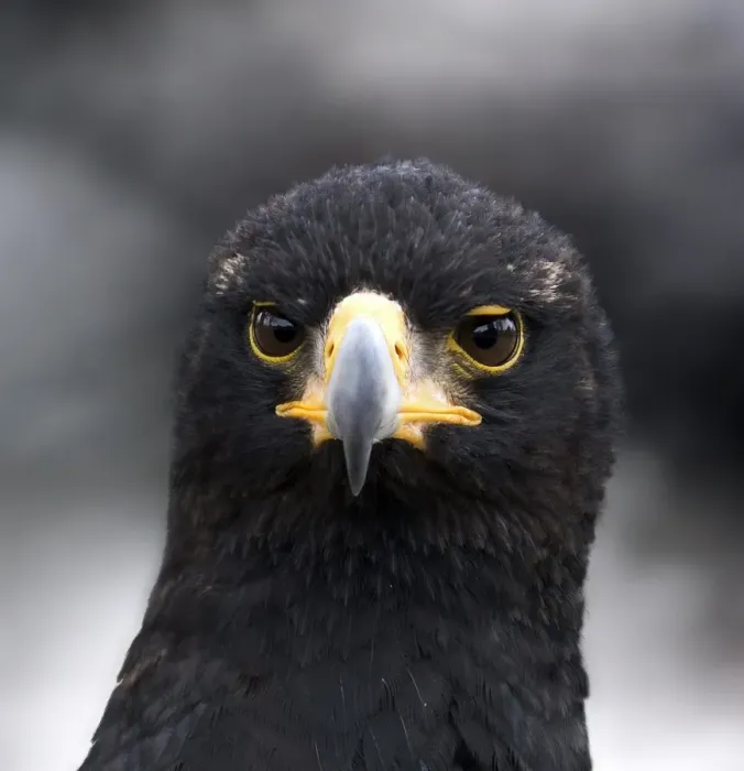 Gerahmter Druck : Reeaux-Ei crime oder Reeaux Adler Gerahmter Druck : Reeaux-Ei crime oder Reeaux Adler