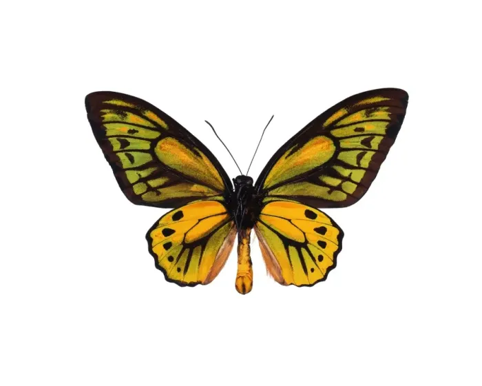 Gerahmter Druck : Wallaces goldener Schmetterling Gerahmter Druck : Wallaces goldener Schmetterling