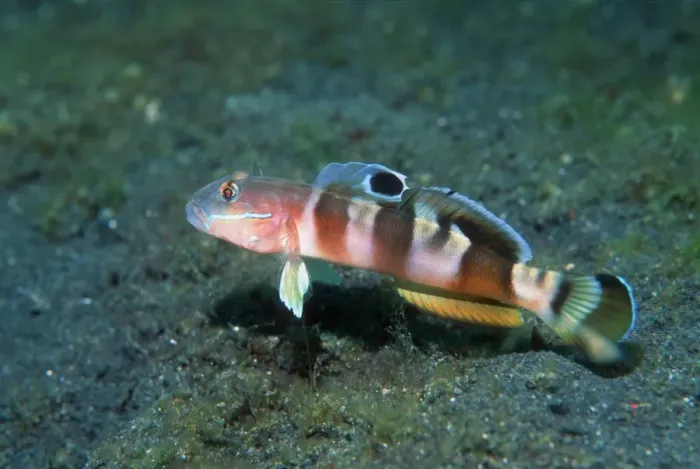 Gerahmter Druck : Wartes Schlafknochenfisch Gerahmter Druck : Wartes Schlafknochenfisch