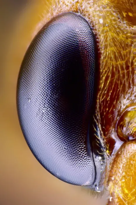 Gerahmter Druck : Bienenaugenblick Gerahmter Druck : Bienenaugenblick