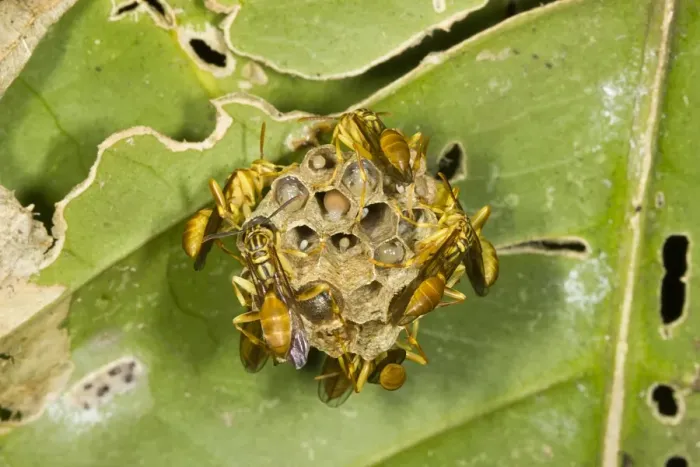 Gerahmter Druck : Biene Nest Gerahmter Druck : Biene Nest