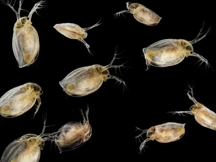 Gerahmter Druck : Wasserfliegen Gerahmter Druck : Wasserfliegen