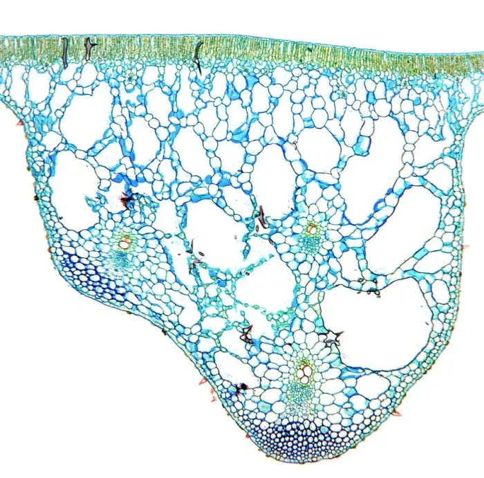 Gerahmter Druck : Wasserlilienblatt, Lichtmikroskopbild Gerahmter Druck : Wasserlilienblatt, Lichtmikroskopbild