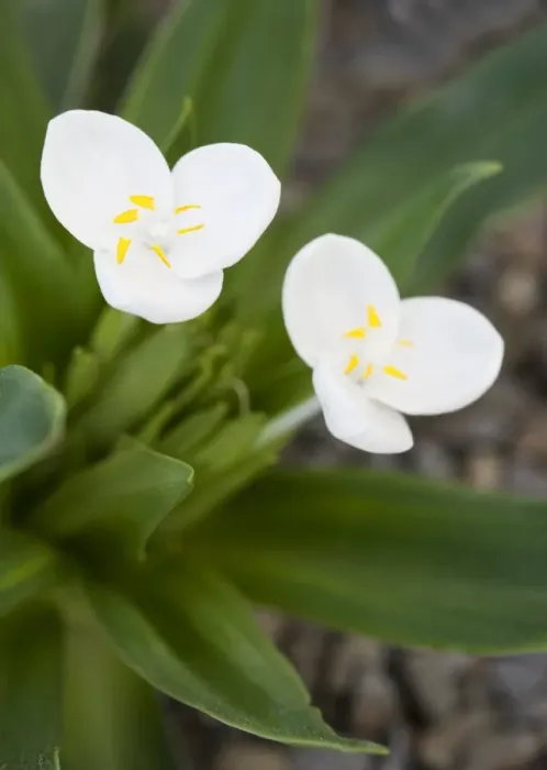 Gerahmter Druck : Weldenia kandiensis Gerahmter Druck : Weldenia kandiensis