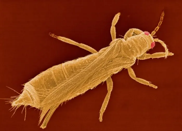 Gerahmter Druck : Westlicher Blütenthrips, SEM Gerahmter Druck : Westlicher Blütenthrips, SEM