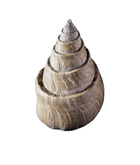 Gerahmter Druck : Wehlschalenfossil Gerahmter Druck : Wehlschalenfossil