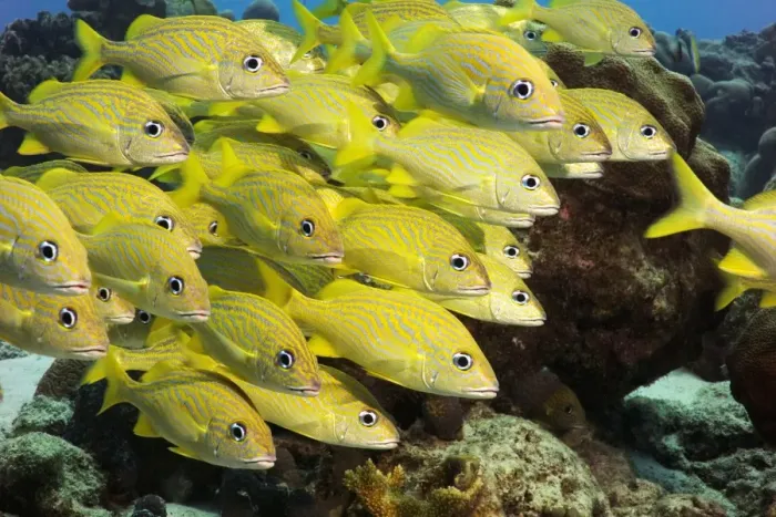 Gerahmter Druck : Weißer Knorpelfisch Gerahmter Druck : Weißer Knorpelfisch