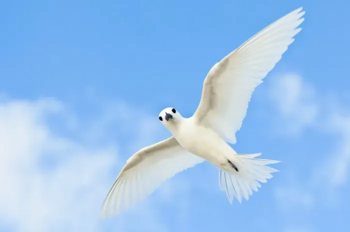 Gerahmter Druck : Weißgeier. Weißer Tern (Gygis alba) im Flug Gerahmter Druck : Weißgeier. Weißer Tern (Gygis alba) im Flug