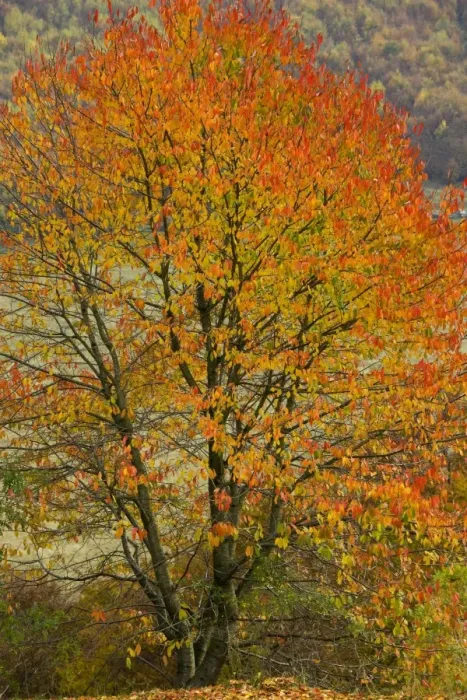 Gerahmter Druck : Bitteres-Erbsenbaum (Prunus avium) Gerahmter Druck : Bitteres-Erbsenbaum (Prunus avium)