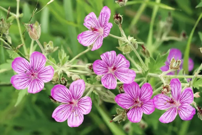 Gerahmter Druck : Wilde Knoblauchkräuter (Geranium caespitosum) Gerahmter Druck : Wilde Knoblauchkräuter (Geranium caespitosum)