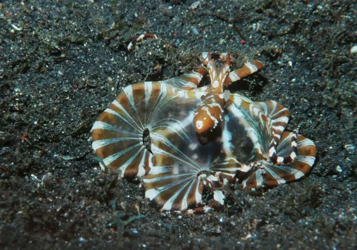 Gerahmter Druck : Wunderpuss Octopus Gerahmter Druck : Wunderpuss Octopus