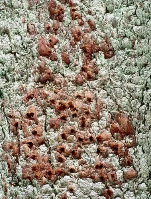 Gerahmter Druck : Holzschlag Schäden Gerahmter Druck : Holzschlag Schäden