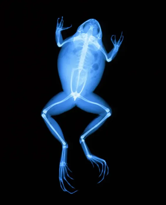 Gerahmter Druck : Röntgenbild eines Frosches Gerahmter Druck : Röntgenbild eines Frosches
