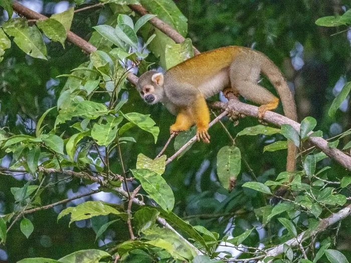 Gerahmter Druck : Ein erwachsener Gemeiner Eichhörnchenaffe, Saimiri sciureus, klettert in einem Baum innerhalb des Pacaya Samiria Preserve, Peru. Gerahmter Druck : Ein erwachsener Gemeiner Eichhörnchenaffe, Saimiri sciureus, klettert in einem Baum innerhalb des Pacaya Samiria Preserve, Peru.