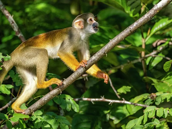 Gerahmter Druck : Ein erwachsener Gemeiner Eichhörnchen-Springer, Saimiri sciureus, klettert in einem Baum innerhalb des Pacaya Samiria-Naturreservats in Peru. Gerahmter Druck : Ein erwachsener Gemeiner Eichhörnchen-Springer, Saimiri sciureus, klettert in einem Baum innerhalb des Pacaya Samiria-Naturreservats in Peru.