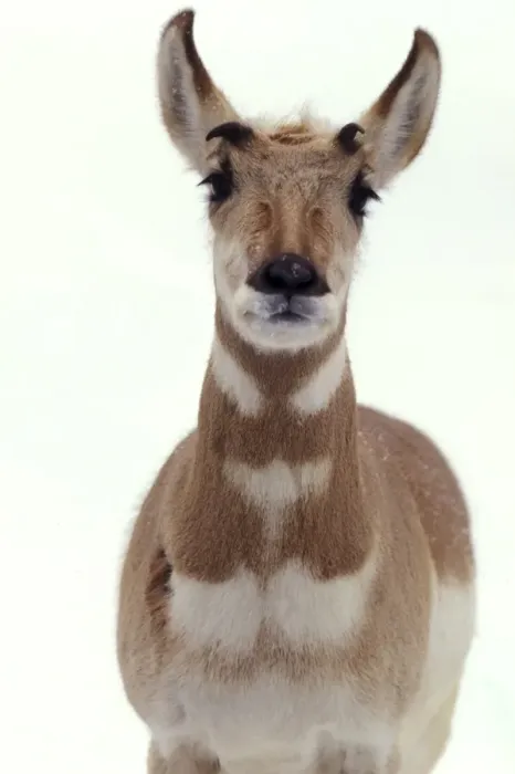 Gerahmter Druck : Afrikanische Antilope Gerahmter Druck : Afrikanische Antilope