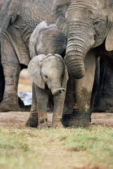 Gerahmter Druck : Afrikanischer Elefant Gerahmter Druck : Afrikanischer Elefant