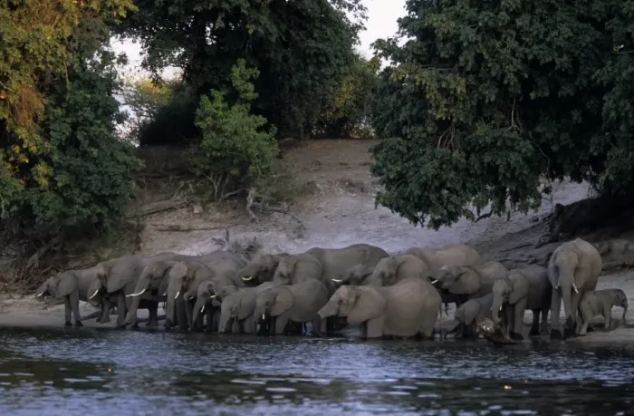 Gerahmter Druck : Afrikanischer Elefant Gerahmter Druck : Afrikanischer Elefant