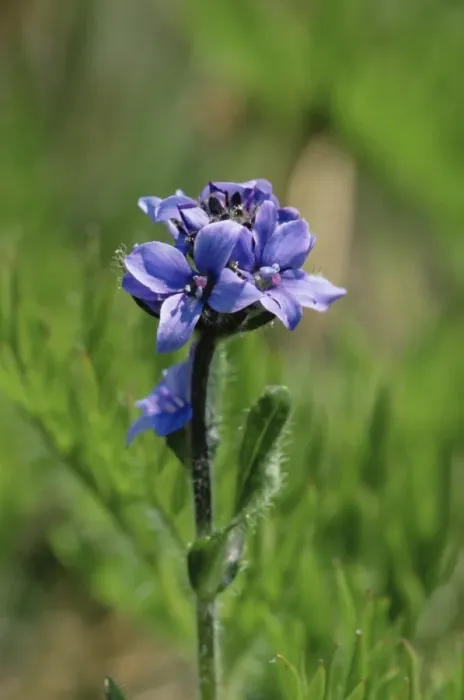 Gerahmter Druck : Die Alpen-Veronika (Veronica warmskjöldii), Provincialpark von Banff, Alberta Kanada Gerahmter Druck : Die Alpen-Veronika (Veronica warmskjöldii), Provincialpark von Banff, Alberta Kanada