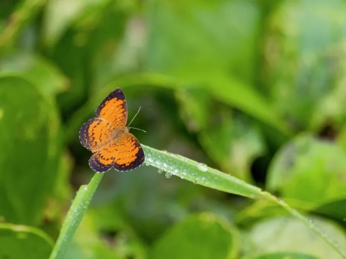 Gerahmter Druck : Amazon-Schmetterling, Mazia amazonica, auf einer Blatt in der Unterwuchs innerhalb des Pacaya Samiria Preserve, Peru. Gerahmter Druck : Amazon-Schmetterling, Mazia amazonica, auf einer Blatt in der Unterwuchs innerhalb des Pacaya Samiria Preserve, Peru.