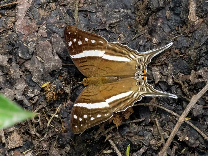 Gerahmter Druck : Amazon-Schmetterling, Mazia amazonica, auf einer Blatt in der Unterwuchs innerhalb des Pacaya Samiria Preserve, Peru. Gerahmter Druck : Amazon-Schmetterling, Mazia amazonica, auf einer Blatt in der Unterwuchs innerhalb des Pacaya Samiria Preserve, Peru.